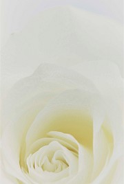 Australian Made Rose & Oud Body Cleanser 500mL